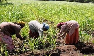 Tales Of Woes Among Women Farmers In Southwest Nigeria As Security Agencies Fail To Protect Them